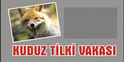 Kuduz Tilkiyi Av Tüfeğiyle Vurdu