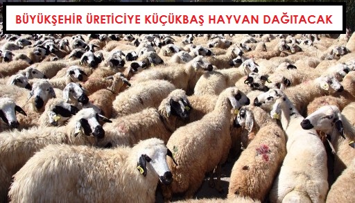 Büyükşehir den  Üreticiye Küçükbaş Hayvan